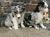 PoulaTo: Κουτάβια Border Collie